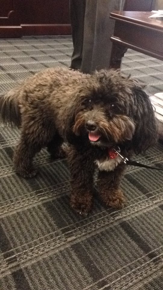 A black poodle dog