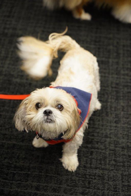 A Shih tzu dog in the courtroom 