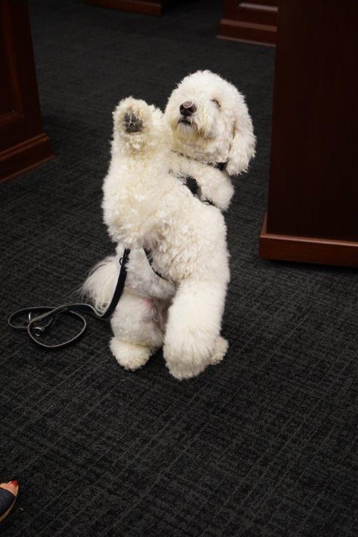 A poodle raises its paw in the courtroom