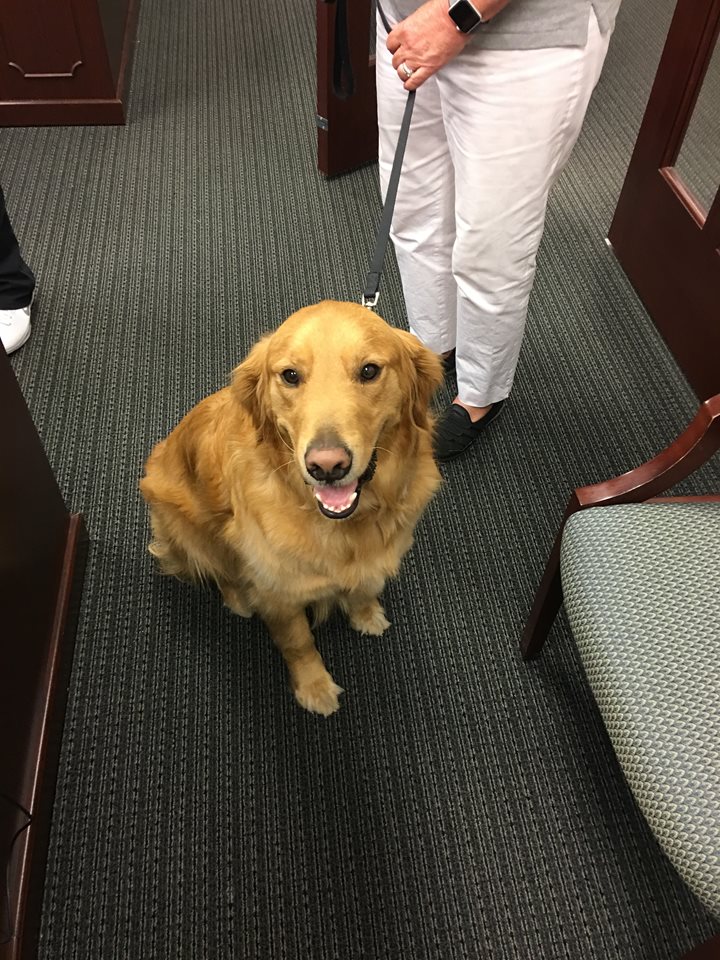 A gold retriever sits in the courtroom