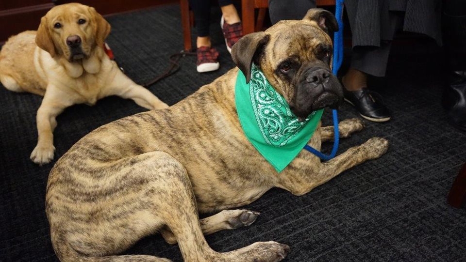 A brown Bull Mastiff dog lays in the courtroom. A golden retriever lays behind it.