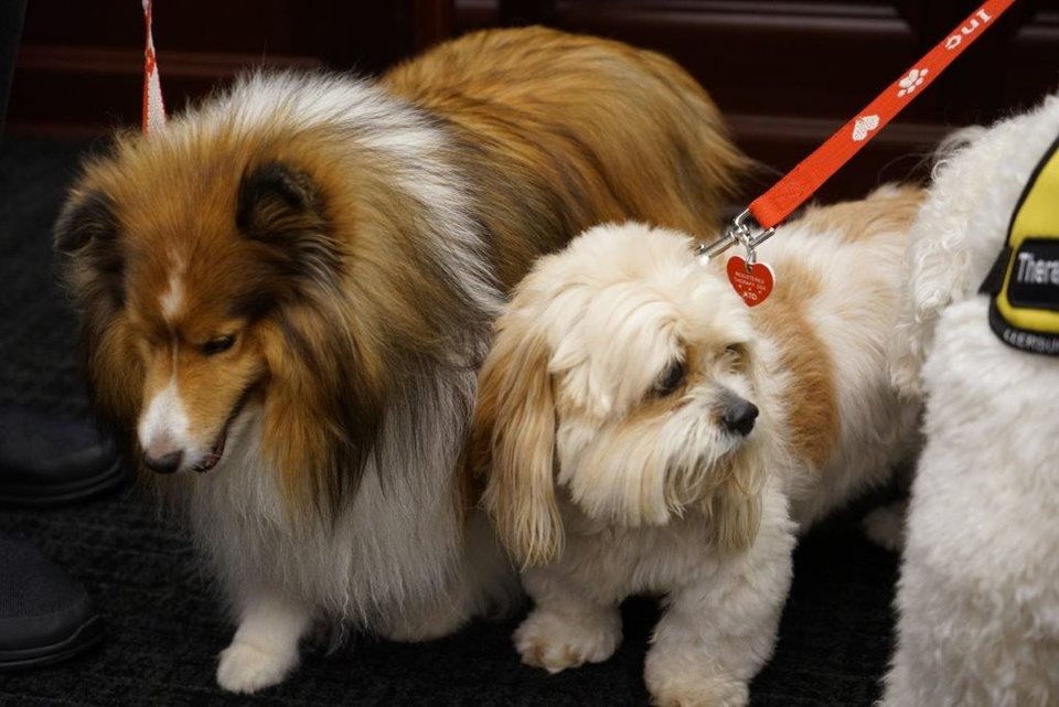 A sheepdog and a pomeranian