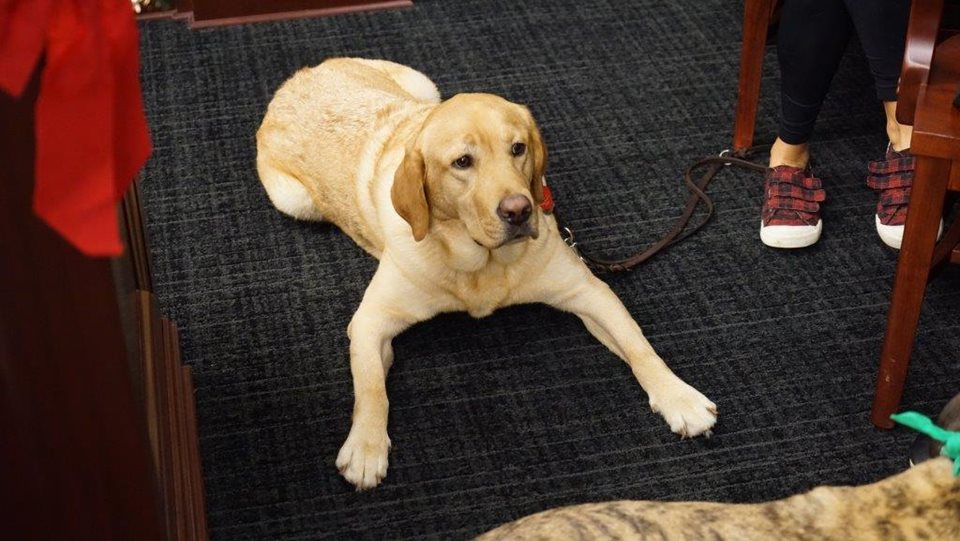 A golden retriever lying in the courtroom