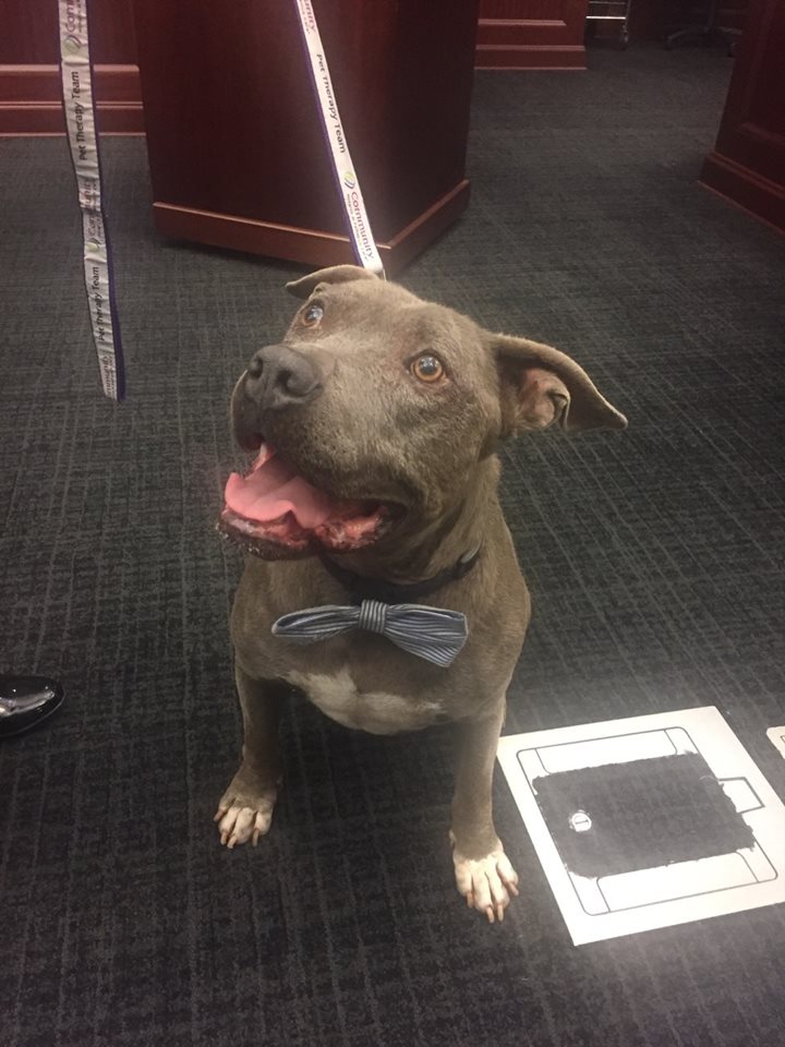 A bullterrier dog with a bowtie